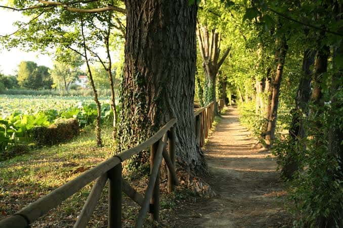 Sendero arbolado con valla de madera junto a un estanque de lotos