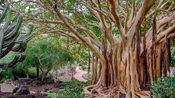 Árbol de raíces aéreas con cactus en primer plano bajo luz natural