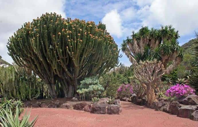 Ejemplares de Euphorbia canariensis y Dracaena draco en sendero rojizo