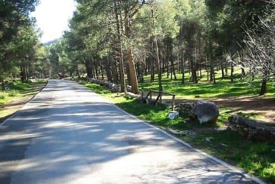Sendero pavimentado rodeado de pinos en el Parque Periurbano Santa Catalina
