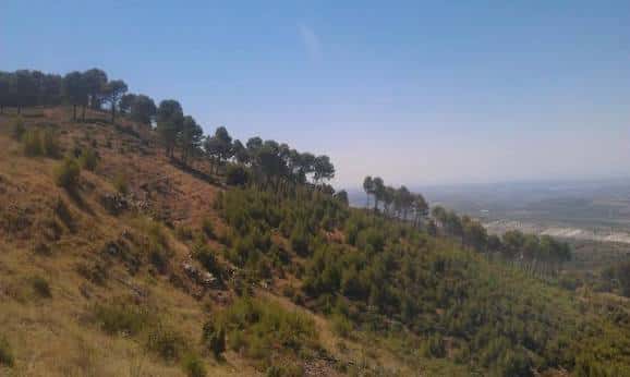 Vista panorámica de la ladera boscosa con árboles alineados y paisaje al fondo