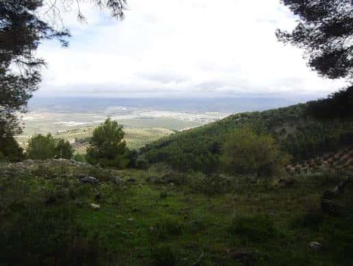 Mirador natural con vegetación baja y vistas amplias del valle desde el parque