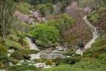 Sendero serpenteante entre vegetación exuberante y flores de cerezo
