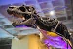 Esqueleto de T-Rex exhibido en el interior del museo con iluminación dramática