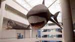 Modelo a escala de un tiburón colgante en la sala central del museo