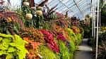 Interior del invernadero con una vibrante pared de plantas tropicales y flores coloridas