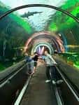 Túnel subacuático con visitantes caminando entre peces y tiburones