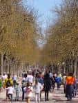 Paseo arbolado con personas caminando bajo árboles en primavera