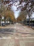 Vista del Paseo de Cervantes con hojas otoñales y tráfico al fondo