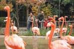 Flamencos rosados en su hábitat con visitantes observando
