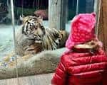 Niña observando un tigre detrás de cristal en el zoológico