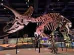 Exhibición de esqueleto de dinosaurio en el interior del museo