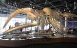 Esqueleto de ballena expuesto en la sala de exhibición con visitantes observando
