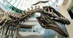 Exhibición de dinosaurios con esqueletos montados bajo cúpula de cristal