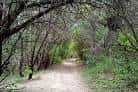 Camino arbolado bajo un túnel de ramas en el sendero
