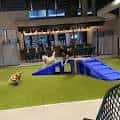 Área de juego para perros con obstáculos azules en el patio del establecimiento