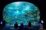Vista interior del acuario con gran tanque curvo y visitantes observando la vida marina