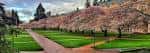 Vista panorámica del campus de la Universidad de Washington con césped verde y árboles en flor
