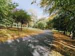 Sendero arbolado en Leazes Park con hojas caídas y luz natural