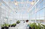 Interior de invernadero con plantas y estructura de cristal