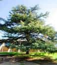 Árbol frondoso en primer plano dentro de los jardines