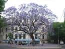 Fachada histórica de la facultad con un jacaranda en flor