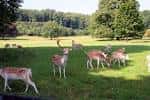 Jardines del Ashton Court Estate con ciervos pastando en el césped