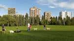 Personas paseando perros en el césped abierto con edificios al fondo