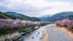 Vista panorámica del Valle del Jerte con el río y cerezos en flor