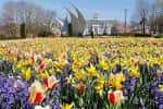 Vista panorámica de los jardines con tulipanes en primer plano y el edificio principal al fondo