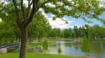 Escena serena del parque con árboles frondosos bordeando el lago en un día soleado
