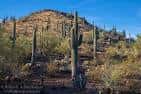 Paisaje del jardín botánico con cactus columnares y colinas desérticas al fondo