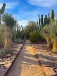 Sendero pavimentado rodeado de vegetación nativa bajo cielo azul despejado