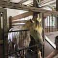 Caballo blanco en un establo de madera con estructura rústica