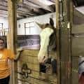 Persona junto a un caballo en el interior de Solly Stables