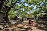 Plaza al aire libre con visitantes caminando bajo árboles frondosos