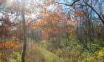 Sendero boscoso con árboles de otoño y luz solar filtrándose entre las ramas
