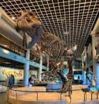 Exhibición de esqueleto de dinosaurio en el hall principal
