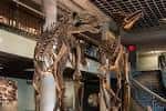 Interior del museo con múltiples esqueletos de dinosaurios