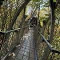 Puente colgante de madera entre árboles en el bosque