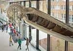 Interior del museo con esqueleto de ballena colgante y visitantes