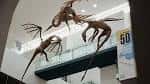 Interior del museo mostrando una exhibición de pterosaurios suspendidos