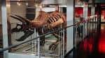Exhibición de esqueleto de dinosaurio en el hall principal
