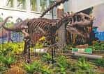 Exhibición de esqueletos de dinosaurios en el interior del museo