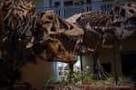 Detalle de un esqueleto de T-Rex iluminado en la sala de exhibición