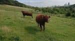 Bovinos en un prado verde con paisaje rural y ciudad distante