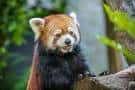 Primer plano de un panda rojo en su hábitat natural dentro del zoo