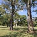 Espacio abierto con árboles maduros y césped verde bajo cielo despejado