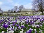 Campo de flores de azafrán en primer plano con los invernaderos al fondo