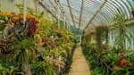 Interior del invernadero tropical con pasillo central y plantas tropicales